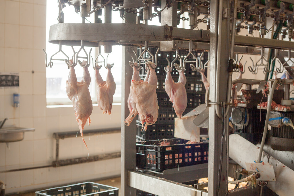 Dlaczego ubojnia kurczaków jest tak ważnym ogniwem w produkcji mięsa drobiowego?