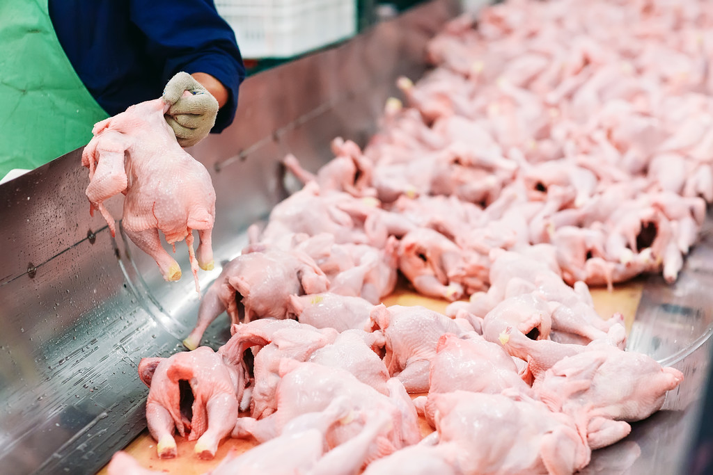 Dlaczego  tuszka z kurczaka ma tak ogromne znaczenie dla ubojni drobiu?